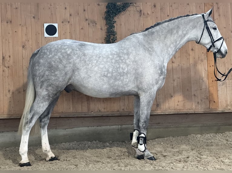 Koń holsztyński Ogier 5 lat 170 cm Siwa jabłkowita in Riedlingen