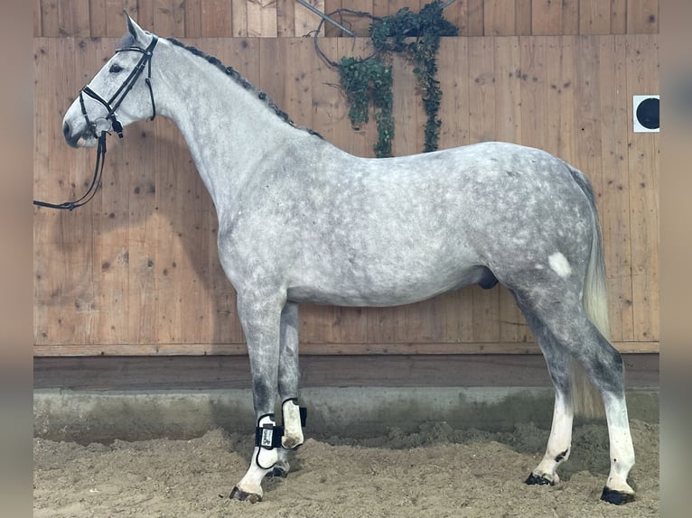 Koń holsztyński Ogier 5 lat 170 cm Siwa jabłkowita in Riedlingen