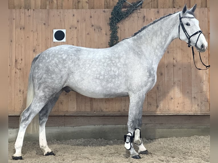 Koń holsztyński Ogier 5 lat 170 cm Siwa jabłkowita in Riedlingen