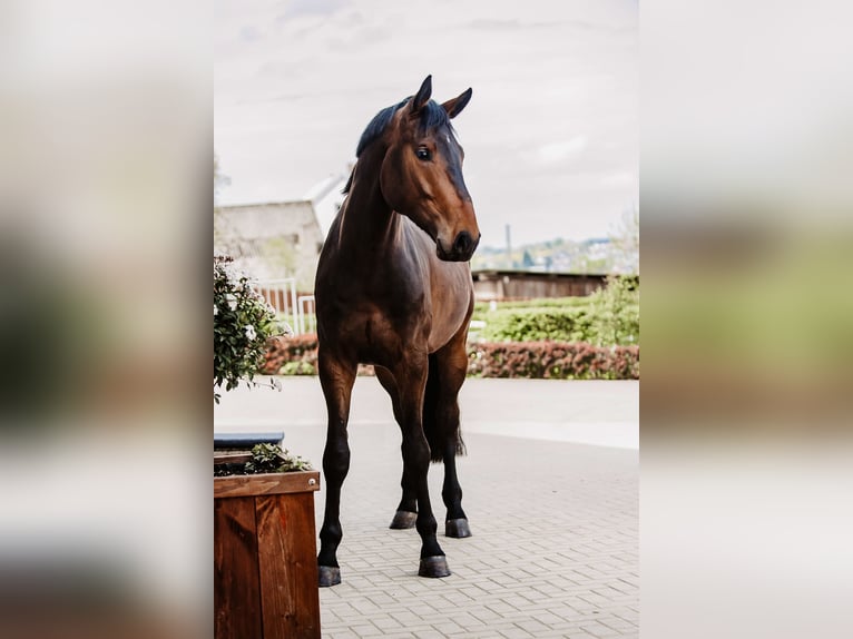 Koń holsztyński Ogier 5 lat 186 cm Ciemnogniada in Sankt Katharinen Koń holsztyński Ogier 5 lat 186 cm Ciemnogniada in Sankt Katharinen