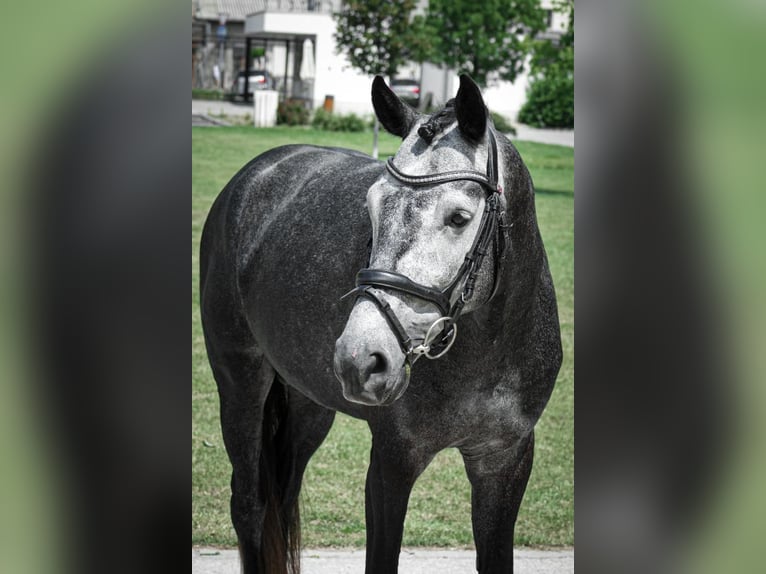Koń holsztyński Ogier 6 lat 165 cm Siwa in Budapest