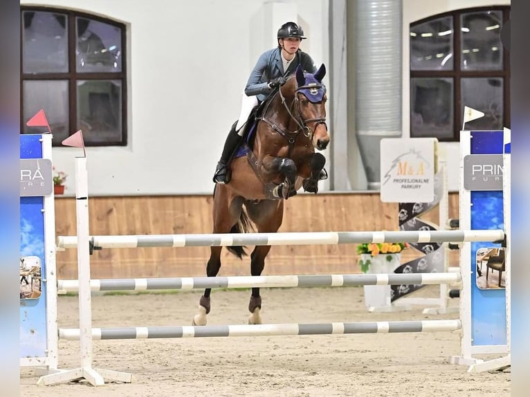 Koń holsztyński Ogier 6 lat 166 cm Gniada in Balkasodis, Alytus region