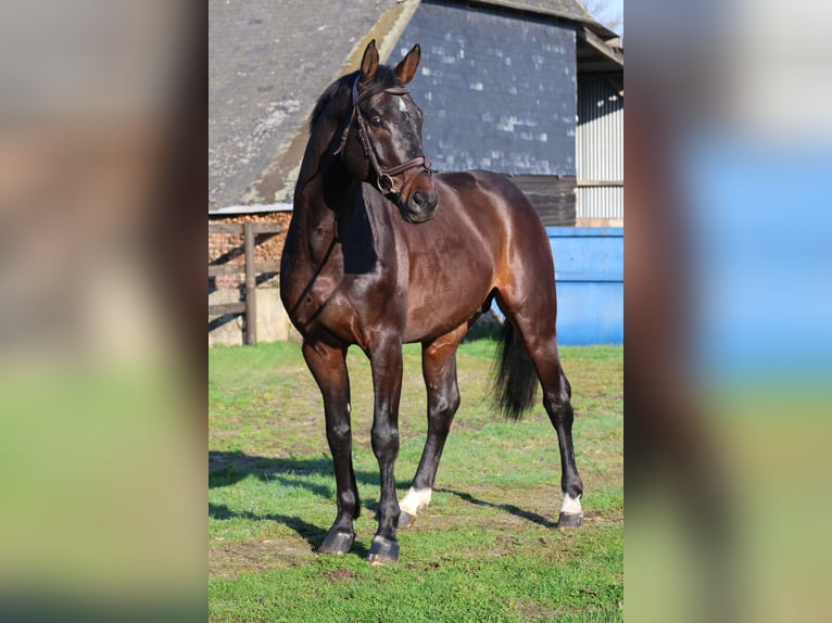 Koń holsztyński Ogier 6 lat 167 cm Gniada in GROTE-BROGEL