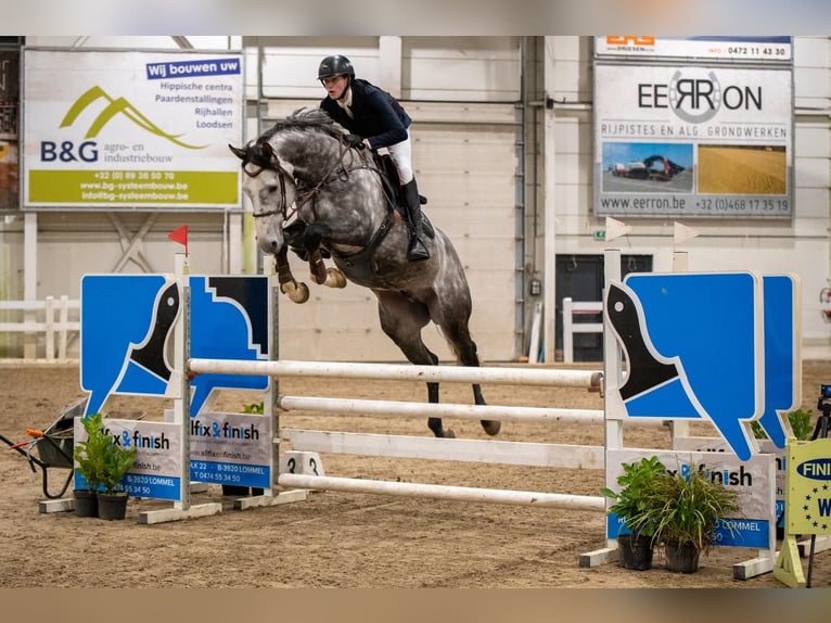 Koń holsztyński Ogier 6 lat 173 cm Siwa jabłkowita in Geilenkirchen