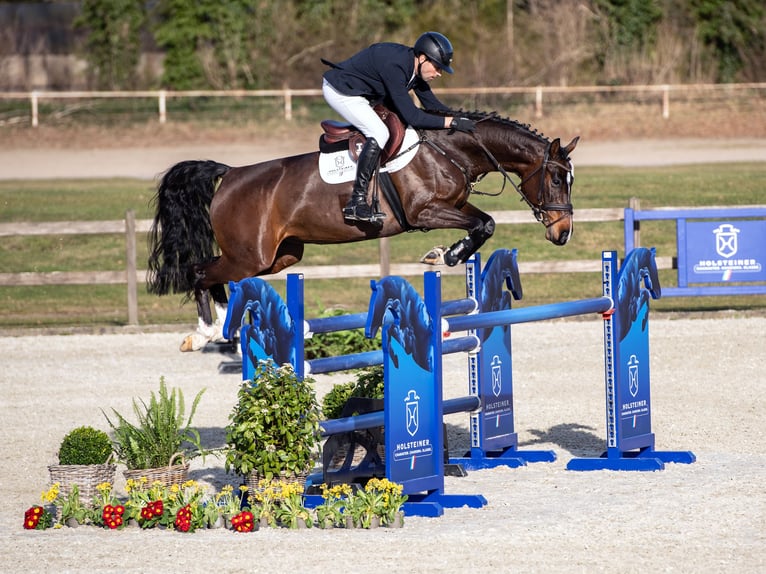 Koń holsztyński Ogier 6 lat Gniada in Elmshorn