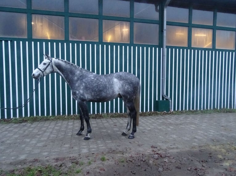 Koń holsztyński Ogier 8 lat 160 cm Siwa in Lübeck