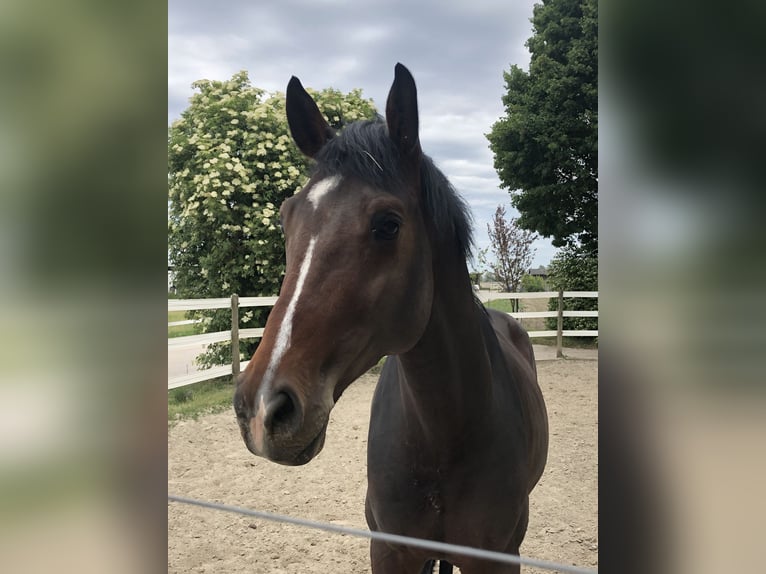 Koń holsztyński Ogier 9 lat 174 cm in Neuried