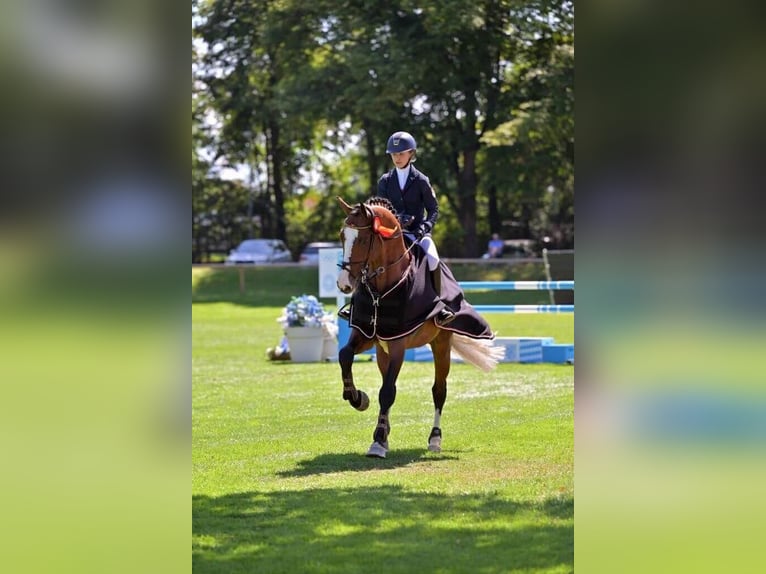 Koń holsztyński Ogier Gniada in Pfarrkirchen