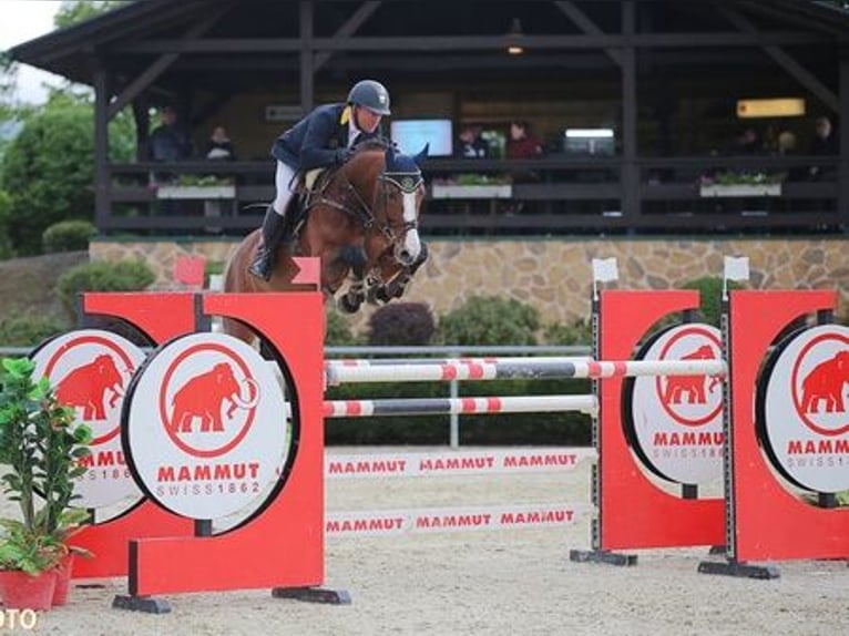 Koń holsztyński Ogier Gniada in Pfarrkirchen