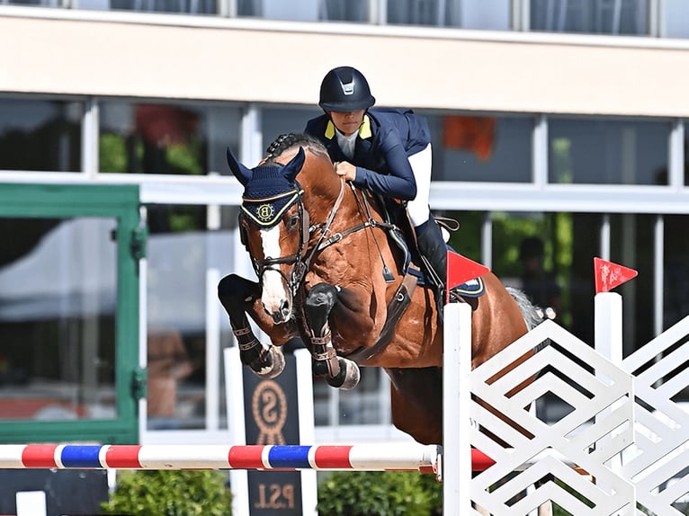 Koń holsztyński Ogier Gniada in Pfarrkirchen