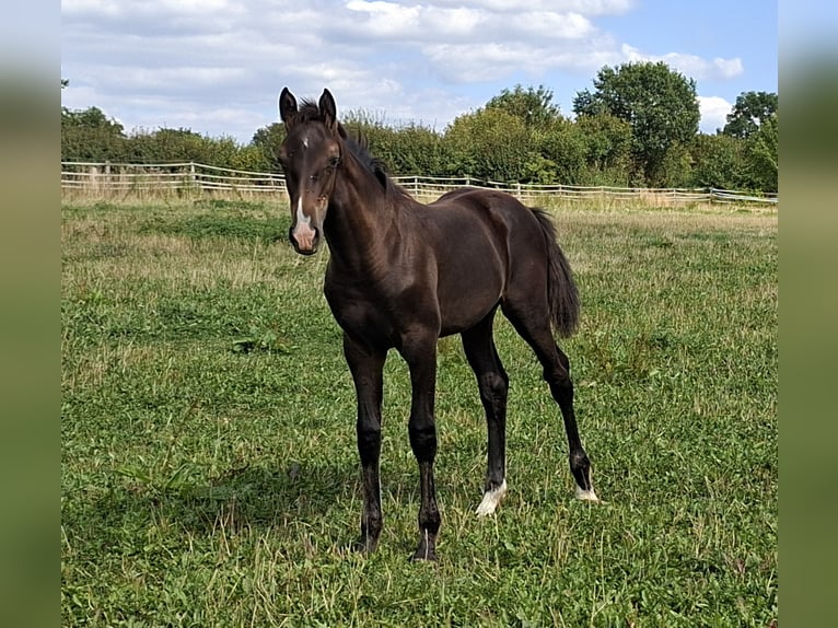 Koń holsztyński Ogier Źrebak (04/2026) 168 cm Ciemnogniada in Pronstorf
