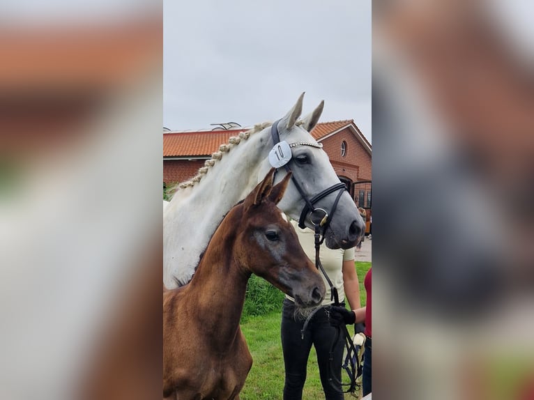 Koń holsztyński Ogier Źrebak (05/2025) 168 cm in Seesterm&#xFC;he