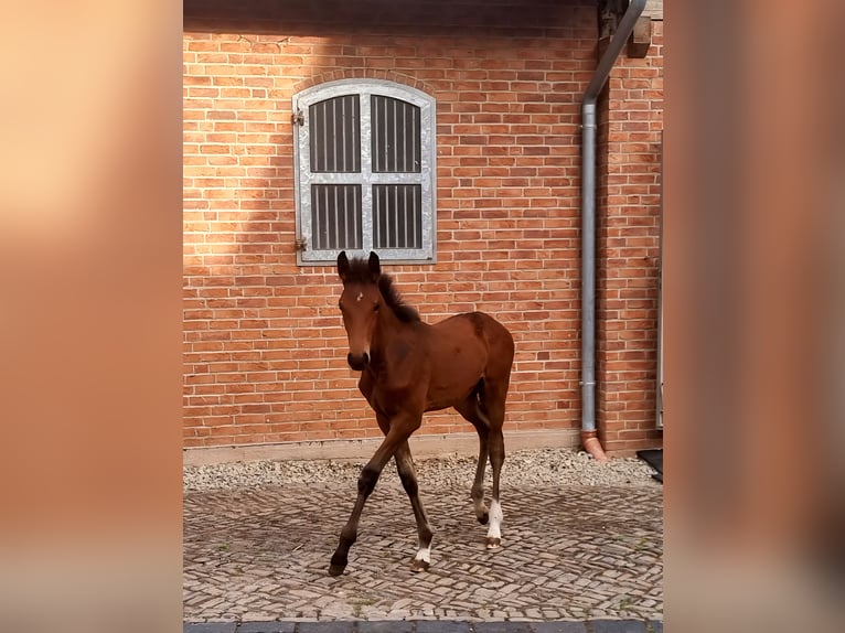 Koń holsztyński Ogier Źrebak (04/2025) 170 cm Gniada in Bodenrode Koń holsztyński Ogier Źrebak (04/2025) 170 cm Gniada in Bodenrode