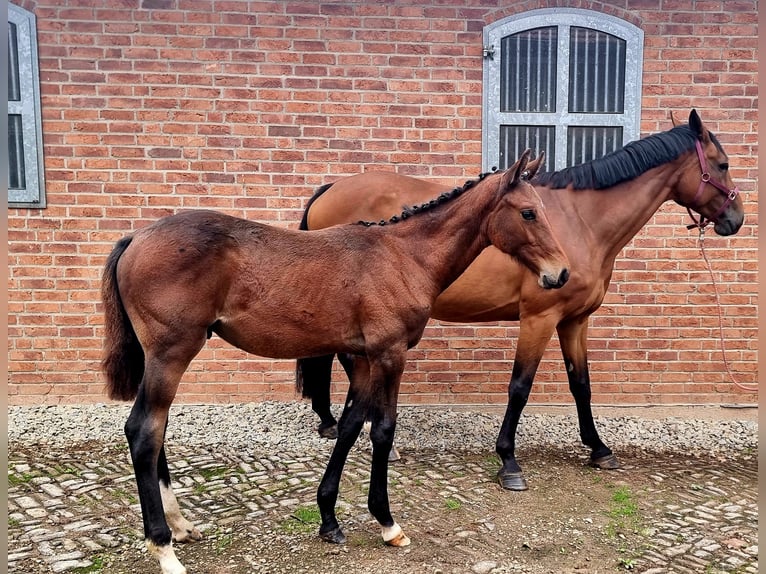 Koń holsztyński Ogier Źrebak (04/2025) 170 cm Gniada in Bodenrode Koń holsztyński Ogier Źrebak (04/2025) 170 cm Gniada in Bodenrode
