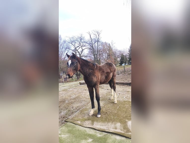 Koń holsztyński Ogier Źrebak (06/2025) 170 cm Gniada in Striegistal