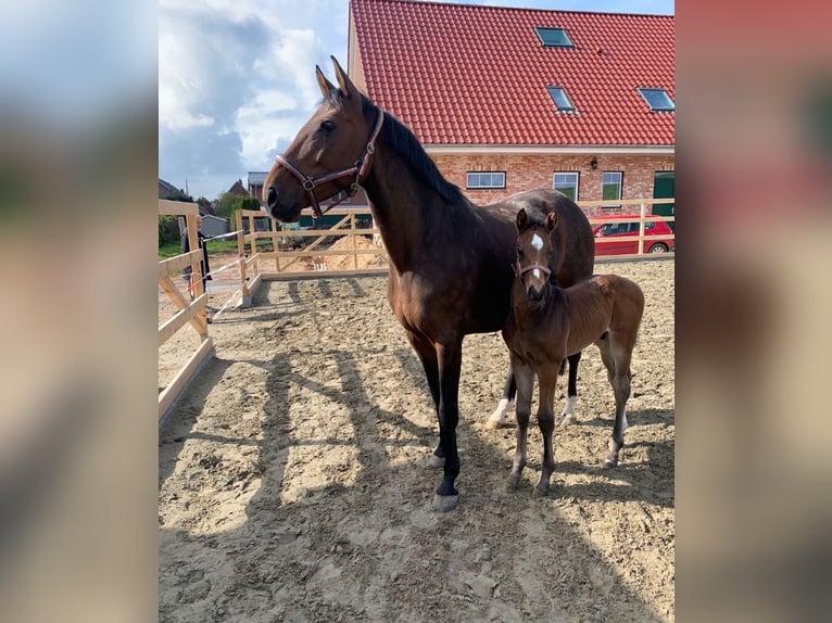 Koń holsztyński Ogier Źrebak (04/2024) 170 cm in Seestermühe