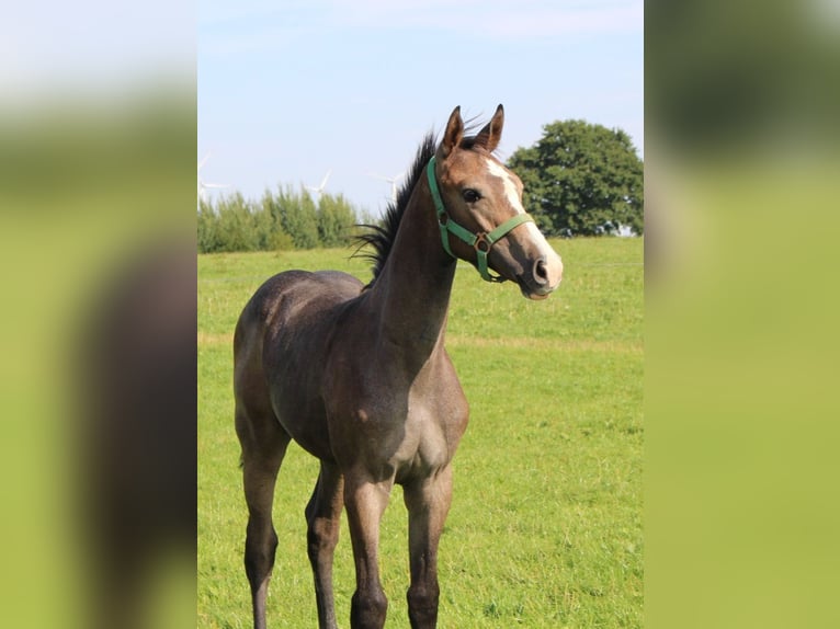 Koń holsztyński Ogier Źrebak (04/2025) 170 cm Siwa in Niendorf