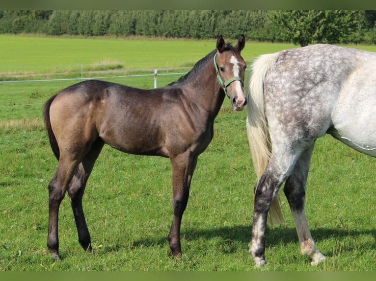 Koń holsztyński Ogier Źrebak (04/2025) 170 cm Siwa in Niendorf