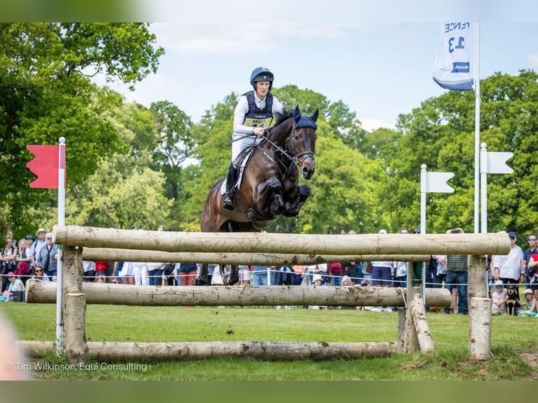 Koń holsztyński Ogier Źrebak (05/2025) 170 cm Skarogniada in Flintbek