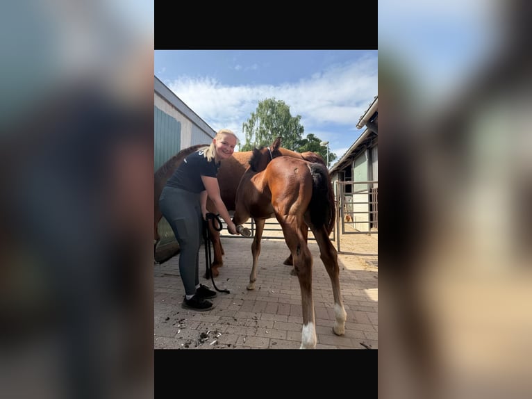 Koń holsztyński Ogier Źrebak (04/2025) 172 cm Gniada in K&#xFC;hren