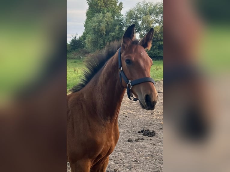 Koń holsztyński Ogier Źrebak (04/2025) 172 cm Gniada in K&#xFC;hren