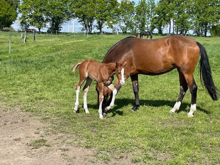 Koń holsztyński Ogier Źrebak (04/2026) 172 cm Kasztanowata in Schiphorst