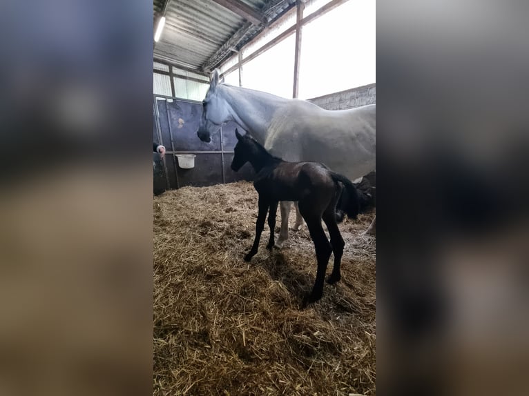 Koń holsztyński Ogier  Ciemnogniada in Bredenbek