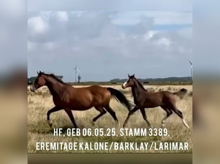 Koń holsztyński Ogier Źrebak (05/2025) Ciemnogniada in Nieblum/F&#xF6;hr