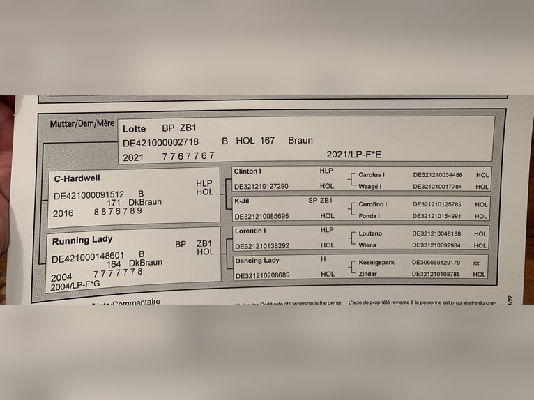 Koń holsztyński Ogier Źrebak (05/2026) Gniada in Dechow
