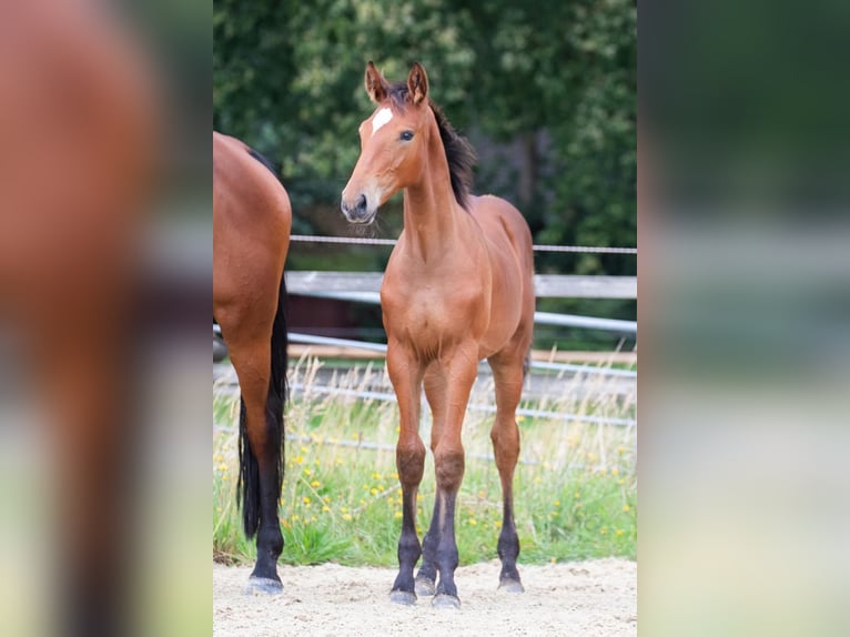 Koń holsztyński Ogier Źrebak (05/2024) Gniada in Osterholz-Scharmbeck