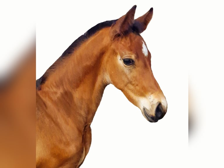 Koń holsztyński Ogier Źrebak (02/2024) Gniada in Seeth-Ekholt