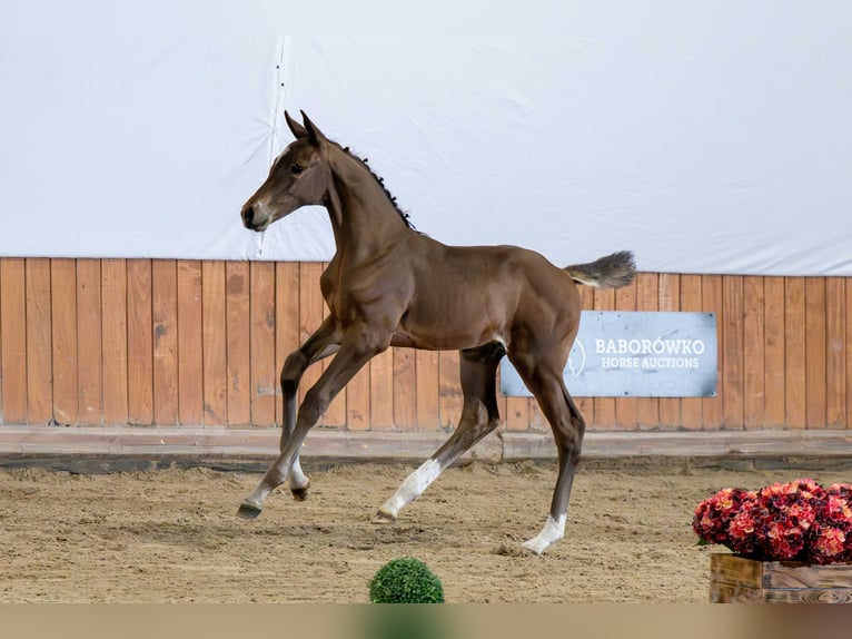 Koń holsztyński Ogier Źrebak (05/2026) Gniada in Wyszków