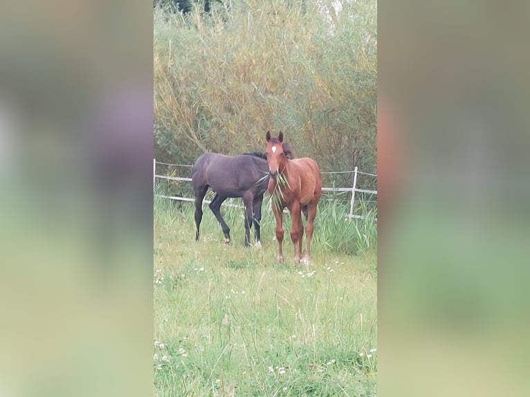 Koń holsztyński Ogier Źrebak (05/2024) Gniada in Tetenbüll