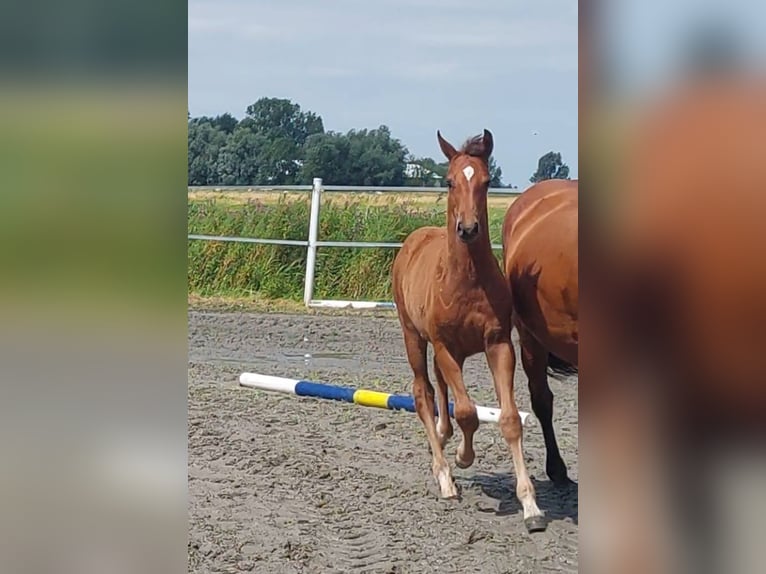 Koń holsztyński Ogier Źrebak (05/2024) Gniada in Tetenbüll