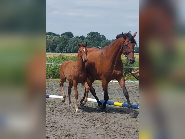 Koń holsztyński Ogier Źrebak (05/2024) Gniada in Tetenbüll