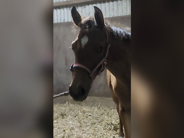 Koń holsztyński Ogier Źrebak (05/2024) Gniada in Tetenbüll