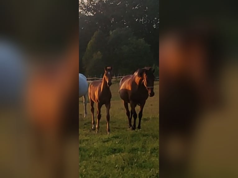 Koń holsztyński Ogier Źrebak (05/2024) Gniada in Tetenbüll