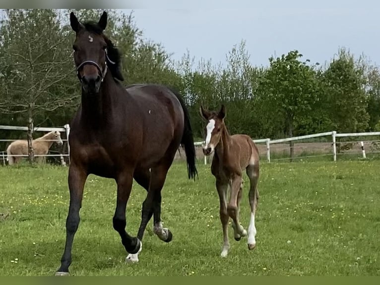 Koń holsztyński Ogier Źrebak (05/2026) Jasnogniada in Seedorf