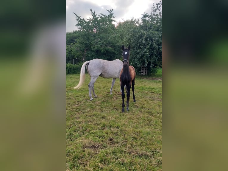Koń holsztyński Ogier Źrebak (04/2026) Kara in Wester-Ohrstedt