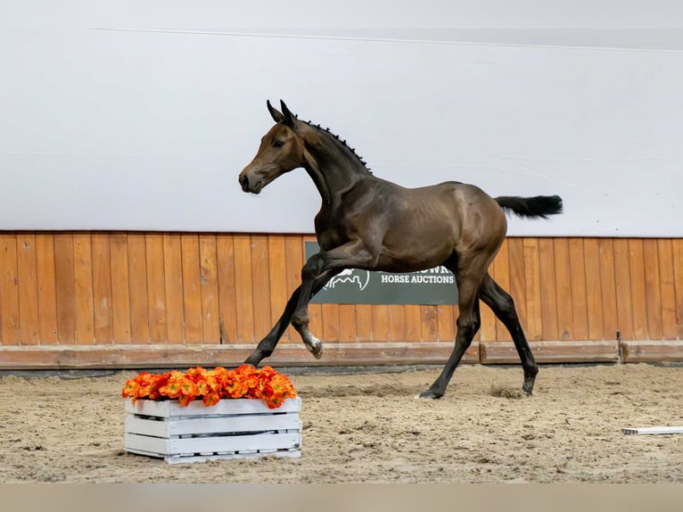 Koń holsztyński Ogier Źrebak (04/2025) in Babor&#xF3;wko