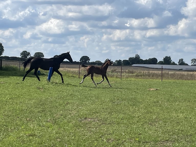 Koń holsztyński Ogier Źrebak (05/2025) in Bredenbek