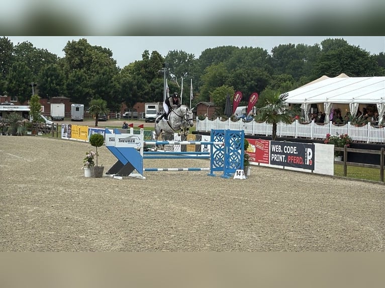 Koń holsztyński Ogier Źrebak (04/2025) in Westerhorn