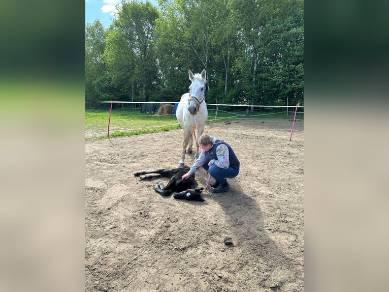 Koń holsztyński Ogier Źrebak (05/2025) Siwa in Wangels