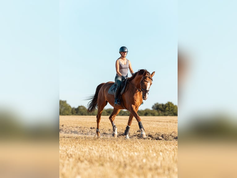 Koń holsztyński Wałach 10 lat 164 cm Kasztanowata in Sch&#xF6;nberg