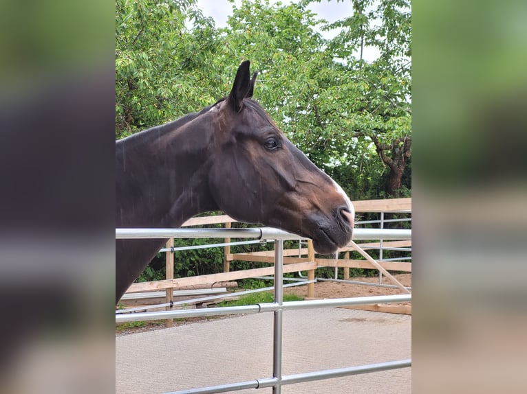 Koń holsztyński Wałach 10 lat 165 cm Kara in Feuchtwangen