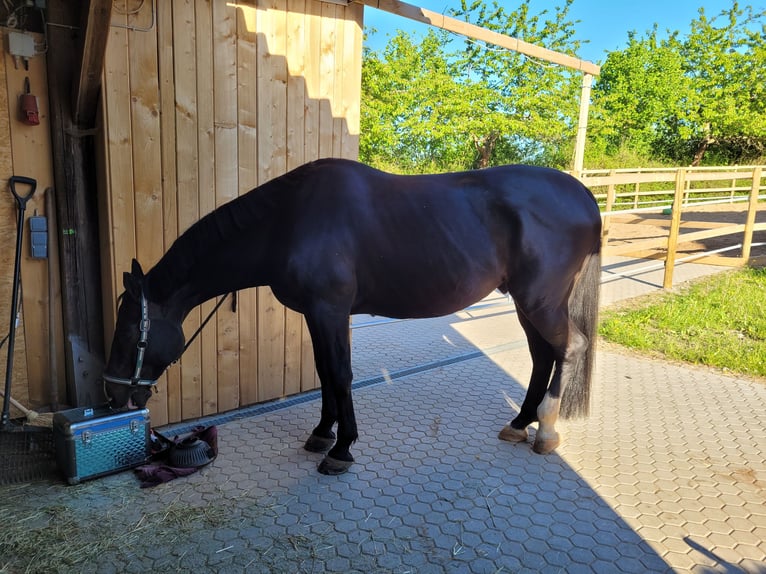 Koń holsztyński Wałach 10 lat 165 cm Kara in Feuchtwangen
