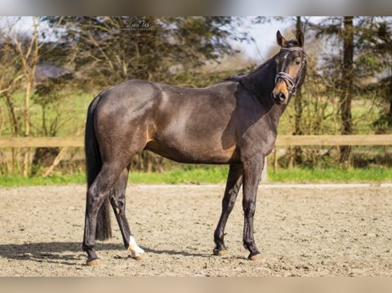 Koń holsztyński Wałach 10 lat 166 cm Ciemnogniada in Süderlügum
