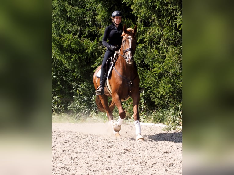 Koń holsztyński Wałach 10 lat 166 cm Kasztanowata in Zirndorf