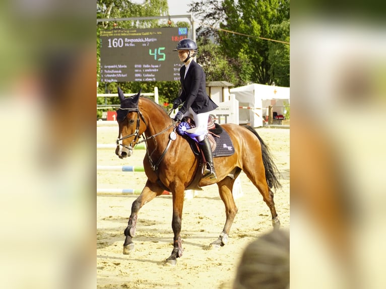 Koń holsztyński Wałach 10 lat 172 cm Gniada in Duderstadt