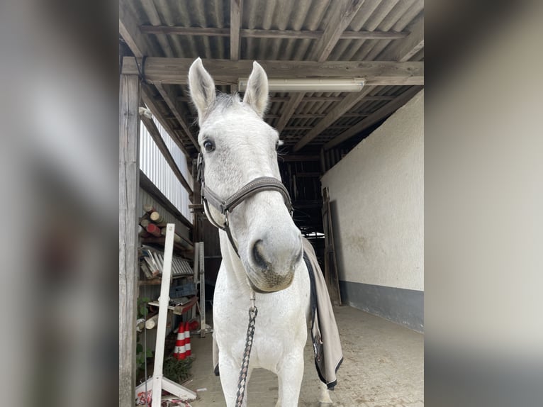 Koń holsztyński Wałach 10 lat 175 cm Siwa jabłkowita in Hünfelden Kirberg